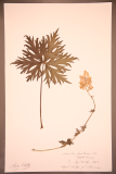 Aconitum lycoctonum subsp. neapolitanum RCPGdnHerbarium (269).JPG